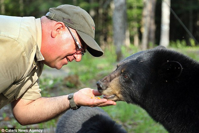 Richard thường cho gấu ăn và chơi đùa cùng chúng. (Nguồn: Caters News Agency)