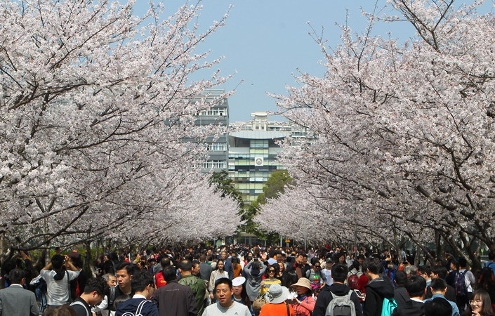  Người dân ngắm hoa anh đào tại Thượng Hải, Trung Quốc ngày 27/3. (Nguồn: THX/TTXVN)