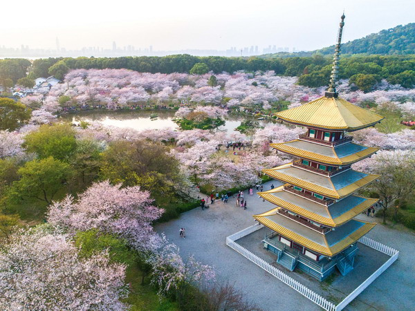  Hoa anh đào nở rộ tại Vũ Hãn, tỉnh Hồ Bắc, Trung Quốc ngày 26/3. (Nguồn: THX/TTXVN)