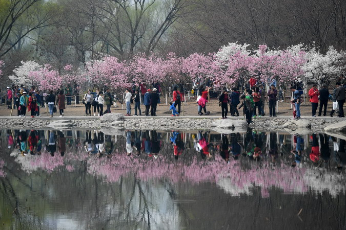 Người dân ngắm hoa anh đào tại Bắc Kinh, Trung Quốc ngày 27/3. (Ảnh: THX/TTXVN)