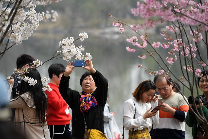 Người dân ngắm hoa anh đào tại Bắc Kinh, Trung Quốc ngày 27/3. (Ảnh: THX/TTXVN)