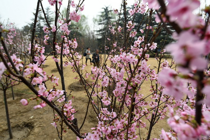  Hoa anh đào nở rộ tại Bắc Kinh, Trung Quốc ngày 27/3. (Ảnh: THX/TTXVN)