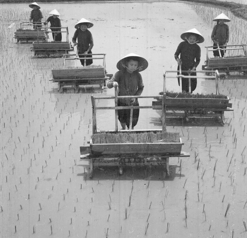 Đội công nhân lao động HTX Thúy Đại, huyện Yên Định (Thanh Hóa) cấy lúa mùa (1962). (Ảnh: Tôn Uẩn/TTXVN)