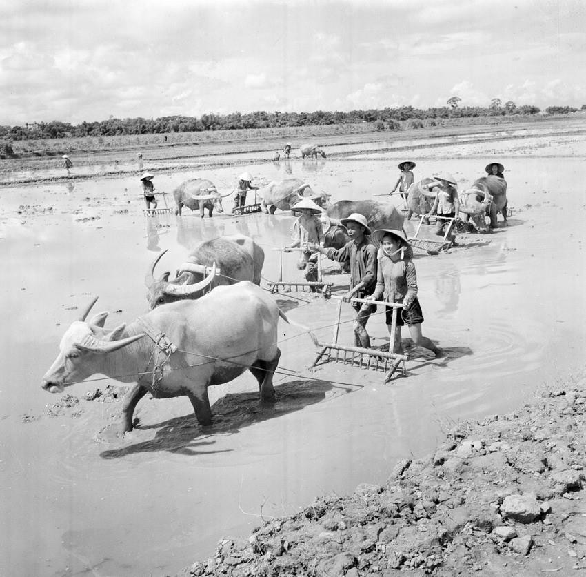 Phụ nữ HTX Yên Duyên (Hà Nội) học cầy bừa đảm nhiệm phần việc của nam giới đi làm nhiệm vụ (1965). (Ảnh: Phạm Tuệ-TTXVN