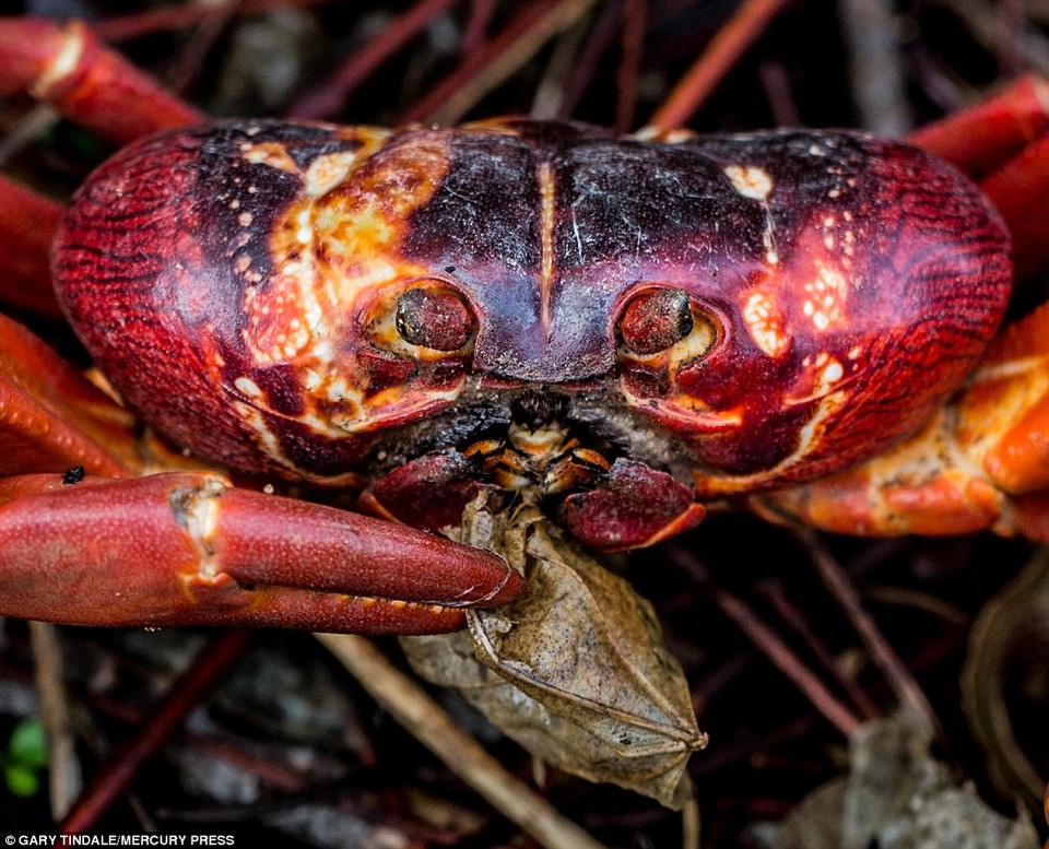 Cận cảnh một con cua đỏ.