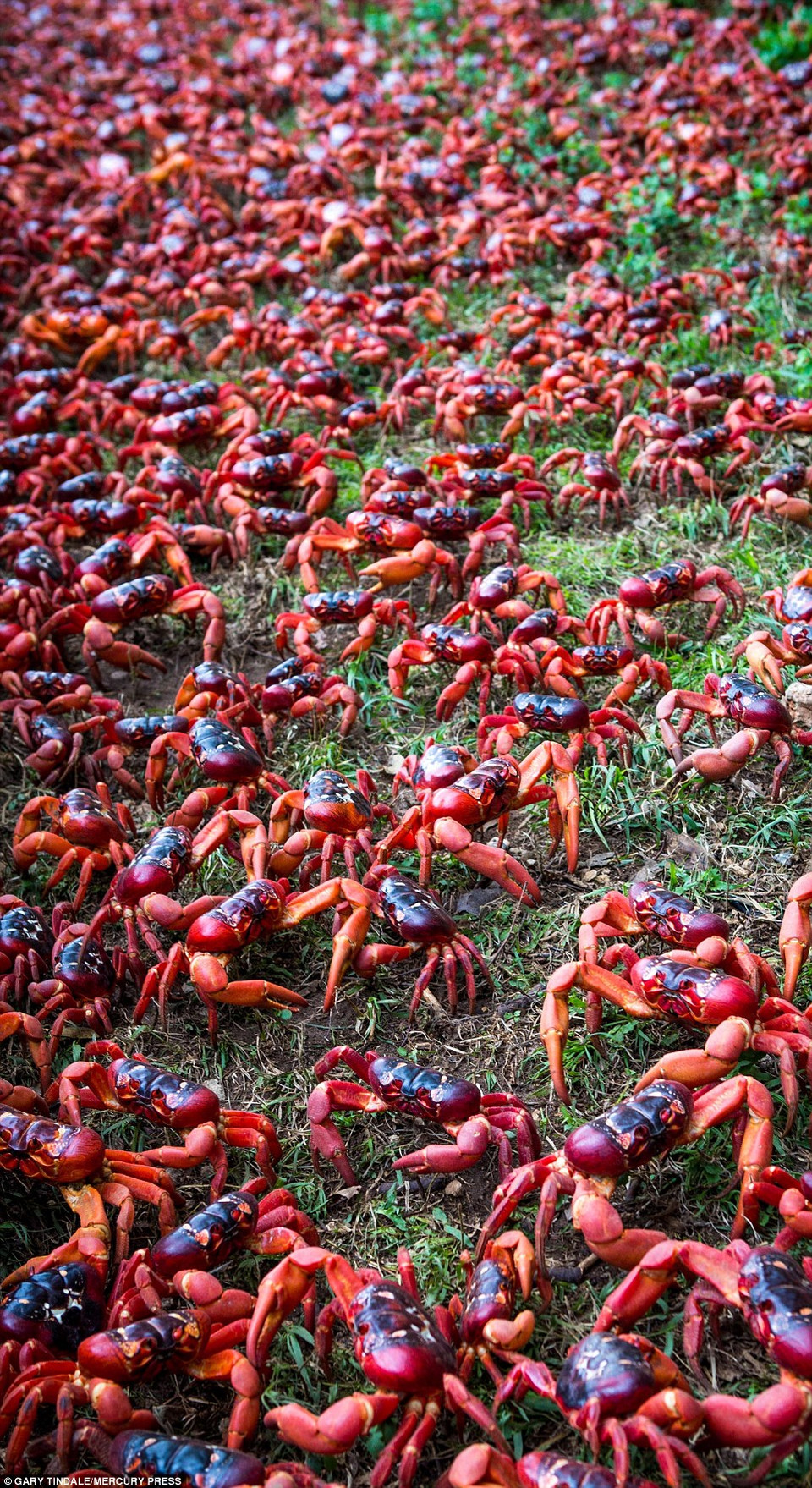 Loài cua này sẽ tràn xuống biển chuẩn bị cho mùa sinh sản.