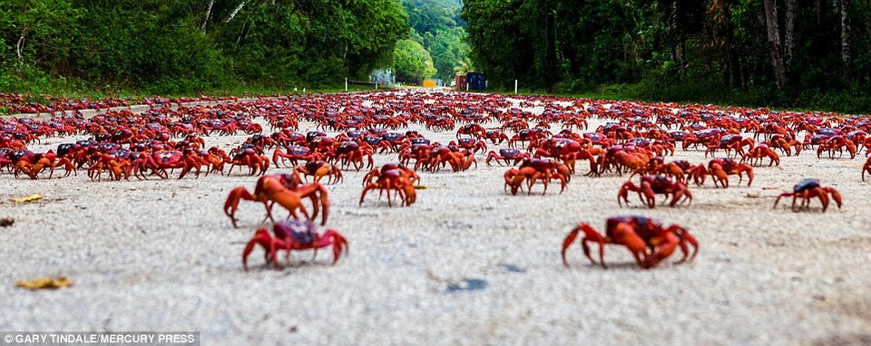 Khoảng 120 triệu con cua đỏ di cư.