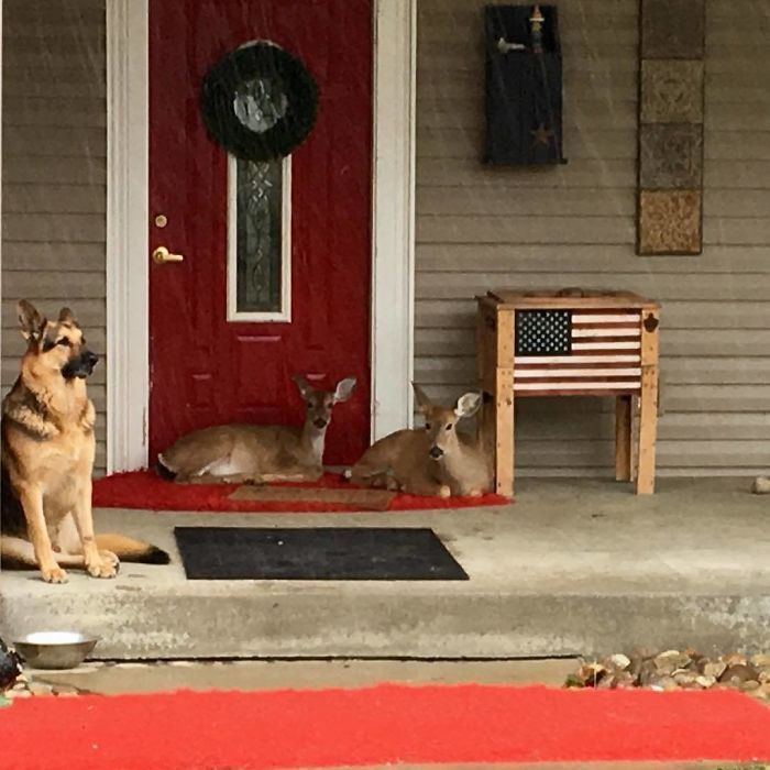 'Chúng tôi đang sống tại một nơi được gọi là trang trại ở Ohio. Nhưng các loài vật tại đây không phải được chăn nuôi để trở thành thức ăn. Chúng được nuôi dưỡng trong tình yêu thương như chúng xứng đáng được thế,' Cheryl cho biết. (Nguồn: BoredPanda)