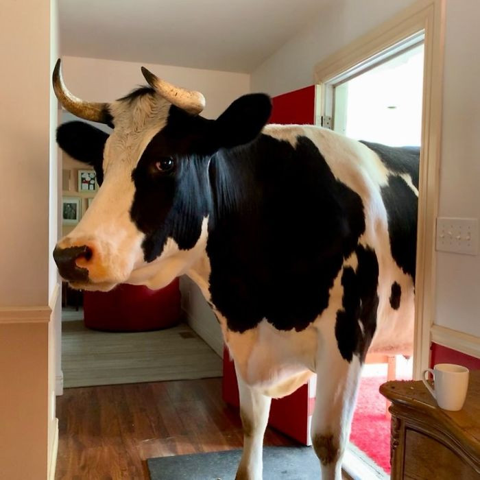 Trang trại của gia đình Cheryl còn có nhiều loài vật khác như gà trống, bồ câu, ngựa, bò và cả cừu. (Nguồn: BoredPanda)