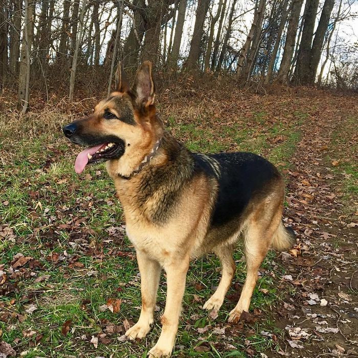 Gia đình Cheryl bắt đầu nhận nuôi Sarge từ 9 năm trước. Mới đầu, chú chó rất nghịch ngợm và bướng bỉnh, thường thích cắn các ngón chân và đuổi theo đám trẻ con quanh nhà. (Nguồn: BoredPanda)