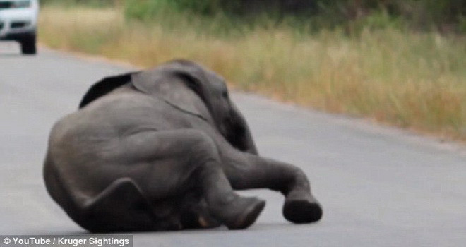 Chú voi con cố gắng gượng dậy. (Nguồn: Daily Mail) 