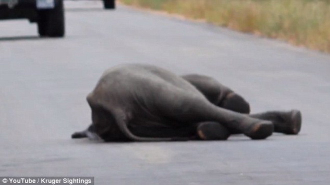 Chú voi con bất ngờ bị ngã khi băng qua đường. (Nguồn: Daily Mail) 