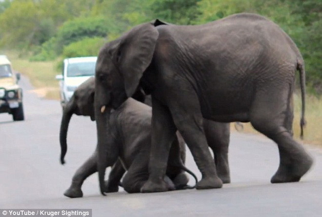 Những con voi trưởng thành cố gắng dựng chú voi dậy. (Nguồn: Daily Mail) 