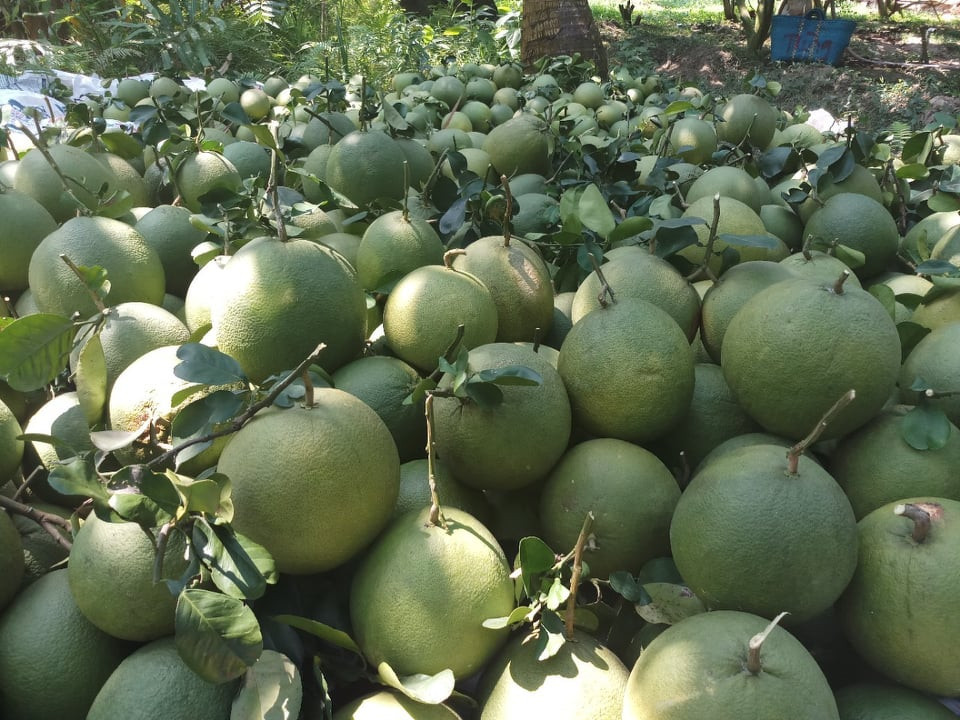 Người dân thu hoạch bưởi-Công ty Đại Thuận Thiên. (Ảnh: Vietnam+)