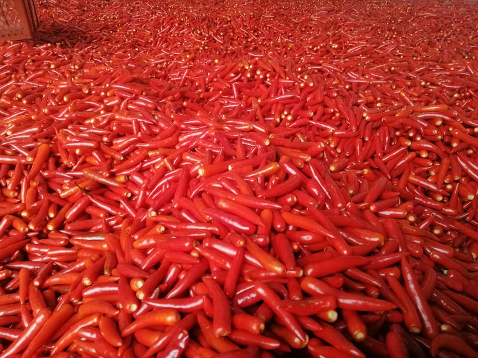 Thu hoạch ớt phục vụ xuất khẩu-Dace. (Ảnh: Vietnam+)