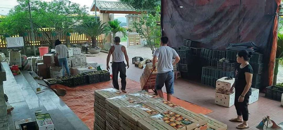 Thời dịch COVID-19, mặt hàng cam luôn "cháy" hàng, chỉ sau khẩu trang và nước rửa tay. Không khí khẩn trương chuẩn bị hàng hóa chuyển cho khách, tại Công ty Trang trại Nông sản Phủ Quỳ. (Ảnh: Vietnam+)