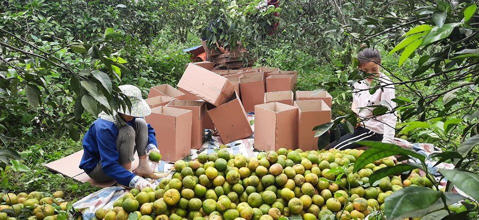 Đóng hàng ngay tại vườn- Công ty Trang trại Nông sản Phủ Quỳ. (Ảnh: Vietnam+)
