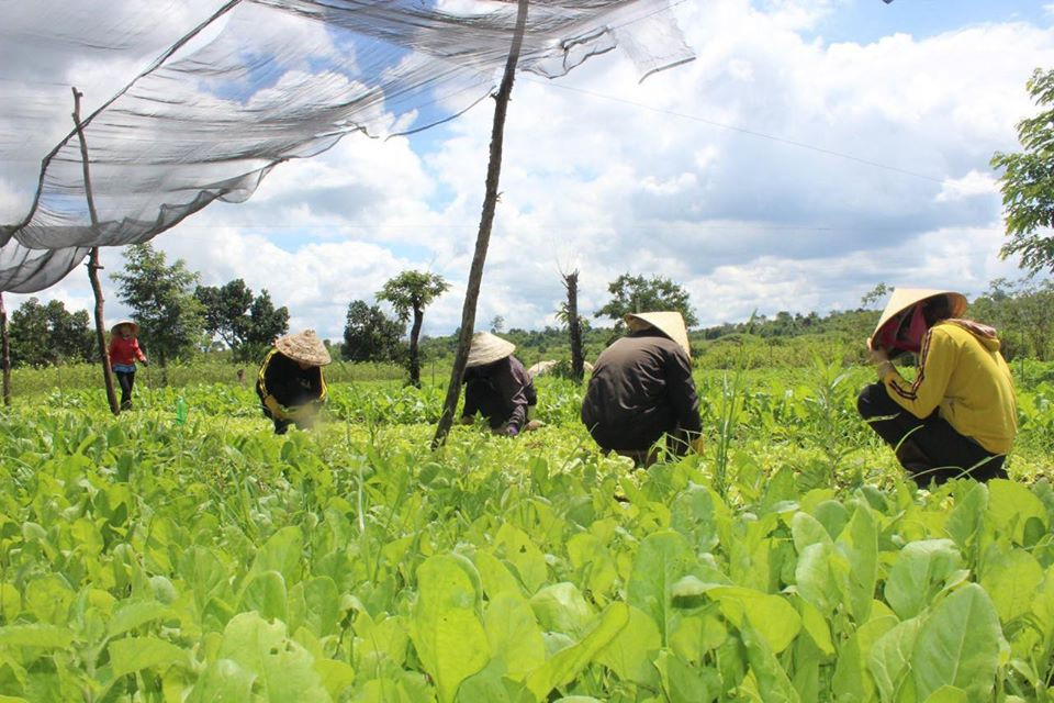 Nông trại trồng rau an toàn-Rau Cười Việt Nhật. (Ảnh: Vietnam+)