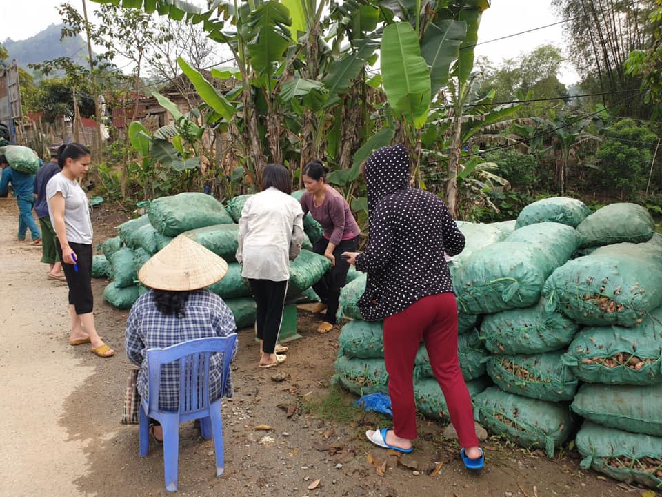 Nghệ vào mùa thu hoạch, trong khi thị trường chỉ thu mua hơn 2.000 đồng/kg thì doanh nghiệp vẫn đảm bảo thu mua nghệ hữu cơ với giá hơn 5.000 đồng/kg-Công ty Nông sản Bắc Kạn. (Ảnh: Vietnam+)