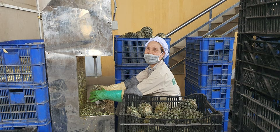 Công nhân làm việc ổn định trong mùa dịch--Công ty Hagimex. (Ảnh: Vietnam+)