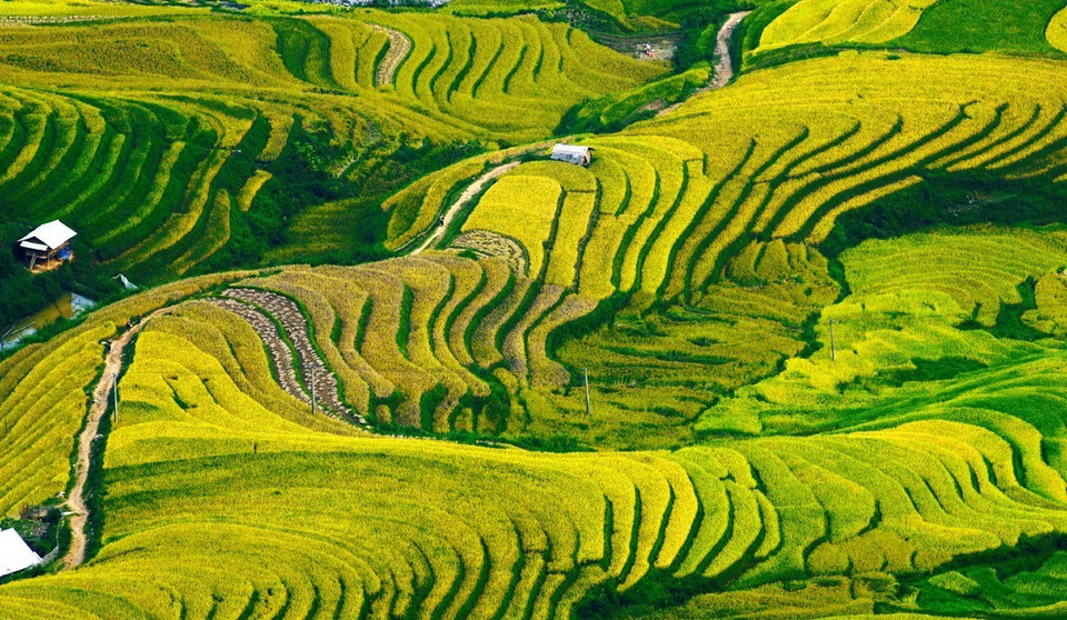 Những thửa rộng bậc thang ánh sắc vàng trong nắng chiều. (Ảnh: Lâm Khánh/TTXVN)