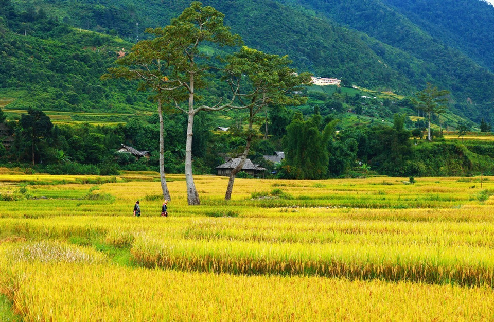 Ruộng bậc thang là công trình nghệ thuật từ kinh nghiệm và đôi bàn tay khéo léo trong lao động của đồng bào H’Mông. (Ảnh: Lâm Khánh/TTXVN)