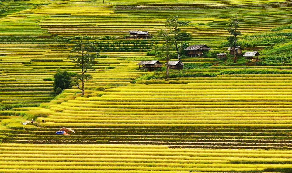Bản Lìm Mông, xã Cao Phạ là một trong những nơi có cánh đồng lúa đẹp nhất Mù Cang Chải. (Ảnh: Lâm Khánh/TTXVN)