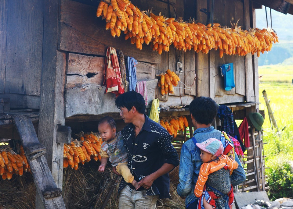 Người đàn ông H'Mông có thể ở nhà chăm con để vợ ra ruộng gặt lúa. (Ảnh: Lâm Khánh/TTXVN)