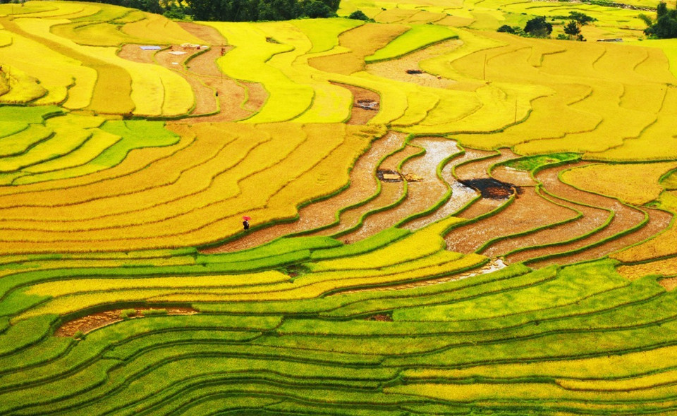 Với những thửa ruộng bậc thang ngút ngàn, Mù Cang Chải được Hãng tin CNBC của Mỹ giới thiệu là một trong những điểm đến hấp dẫn nhất trong năm 2020. (Ảnh: Lâm Khánh/TTXVN)