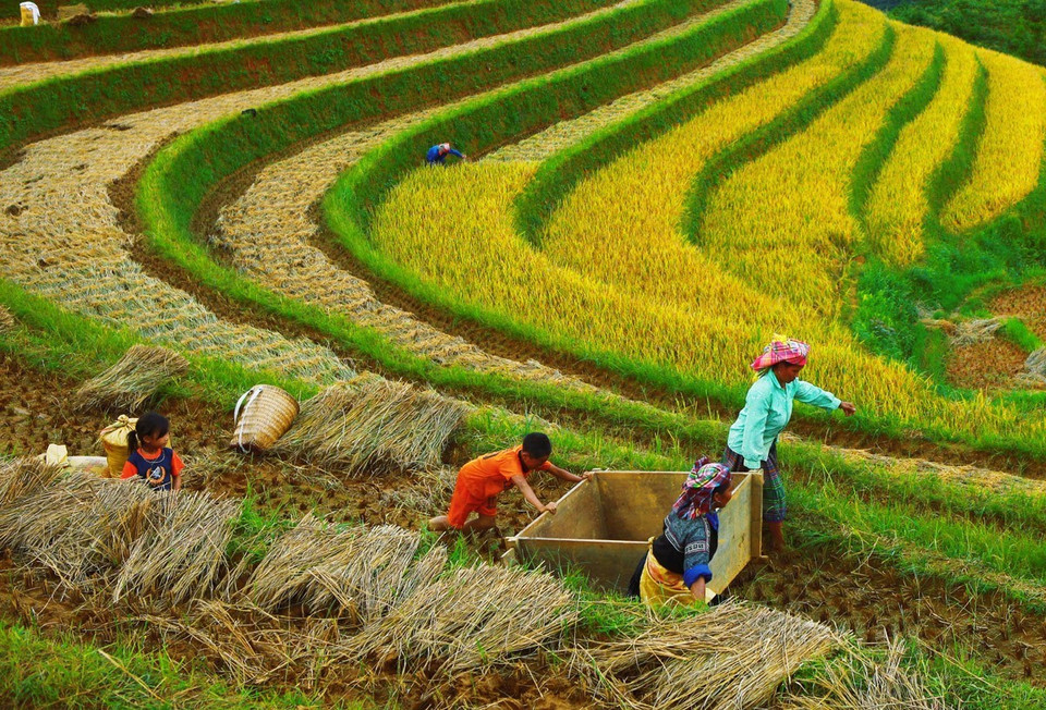 Người dân cùng nhau khiêng một cái thùng gỗ - gọi là pản thống - qua bờ ruộng, để đập lúa ngay tại chỗ. (Ảnh: Lâm Khánh/TTXVN)