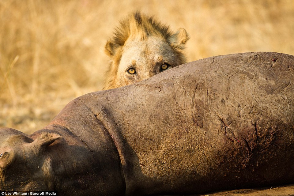 Khi thấy xác của con hà mã trôi trên sông, chú sư tử đã lao tới lôi xác con mồi vào bờ. (Nguồn: Barcroft Media)