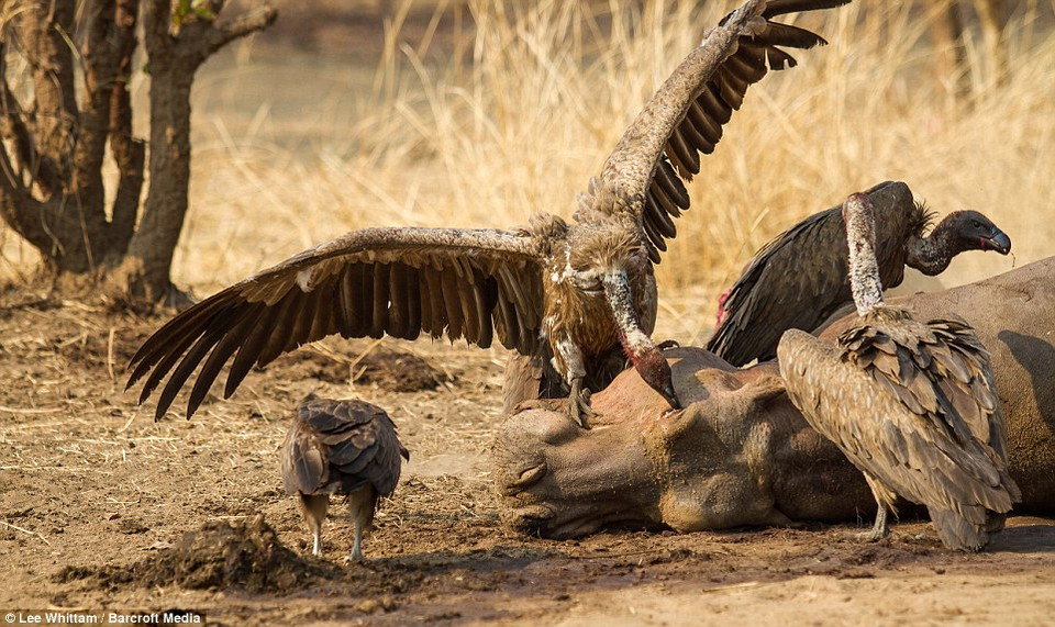 Sau khi con sư tử bỏ đi, bầy kền kền cũng lao tới để 'ăn hôi.' (Nguồn: Barcroft Media)