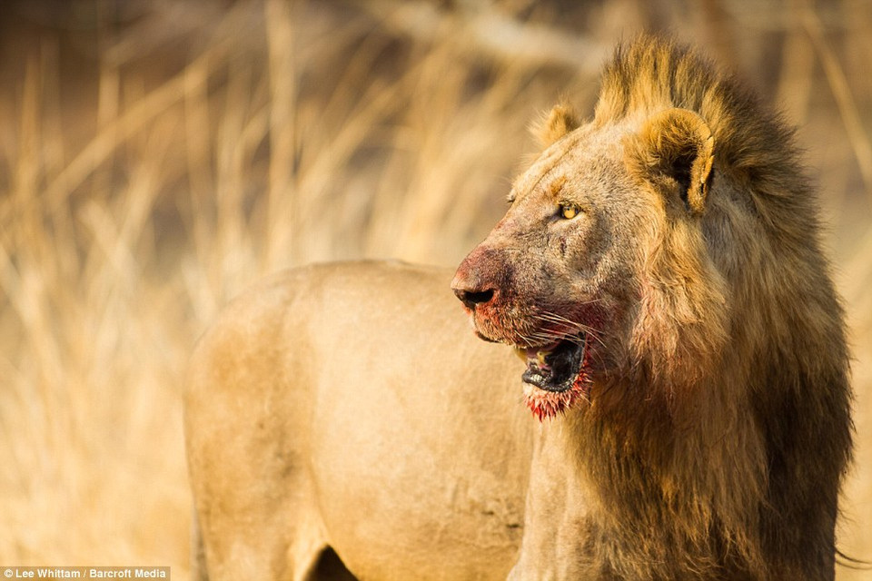 Sư tử ăn thịt con mồi một cách khoái trá. (Nguồn: Barcroft Media)