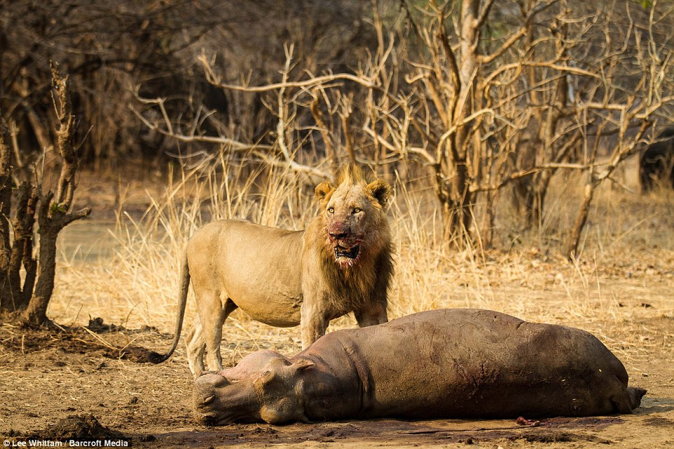 Sư tử ăn thịt con mồi một cách khoái trá. (Nguồn: Barcroft Media)
