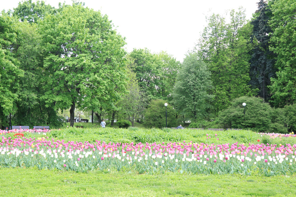 Hoa tulip với đủ các sắc màu khác nhau ở công viên. (Ảnh: Hùng Võ/Vietnam+)