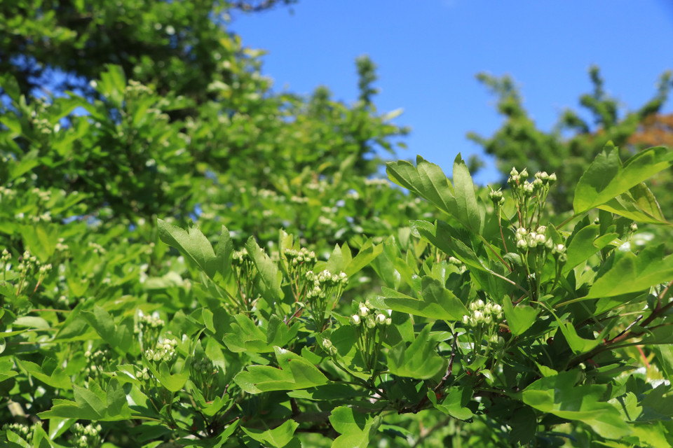 Cây xanh được trồng chủ yếu là các loài cây dẻ lụa, tử đinh hương, dẻ ngựa, táo đỏ, lê, bạch dương. (Ảnh: Hùng Võ/Vietnam+)