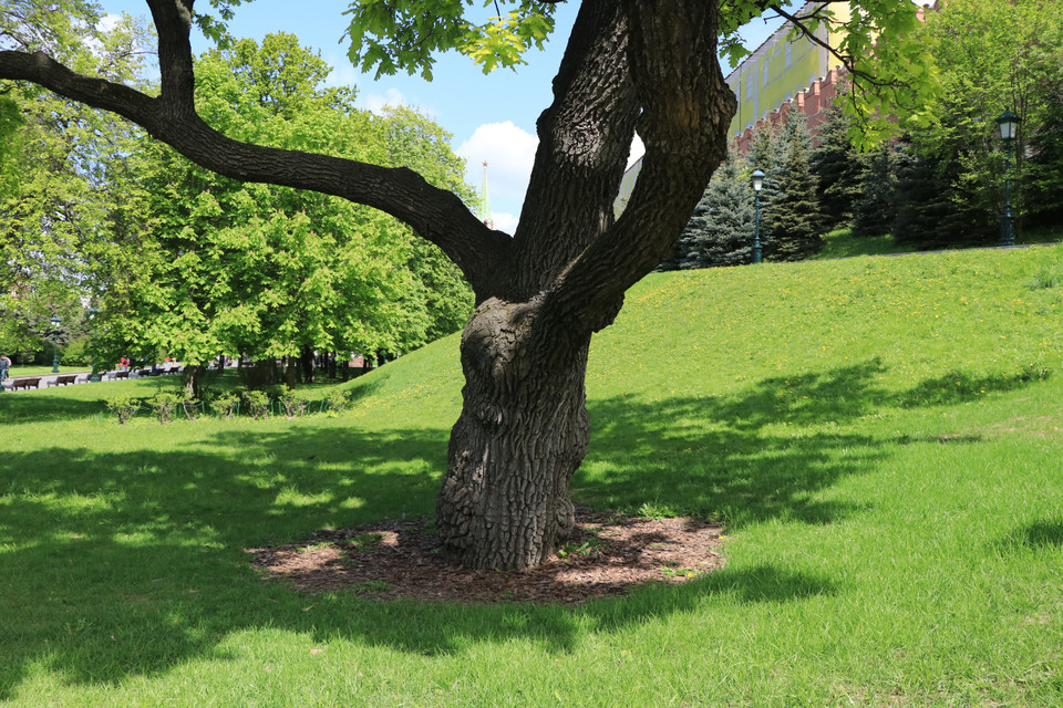 Không gian xanh mướt bên trong quần thể Điện Kremlin giữa lòng Thủ đô Moskva của nước Nga. (Ảnh: Hùng Võ/Vietnam+)