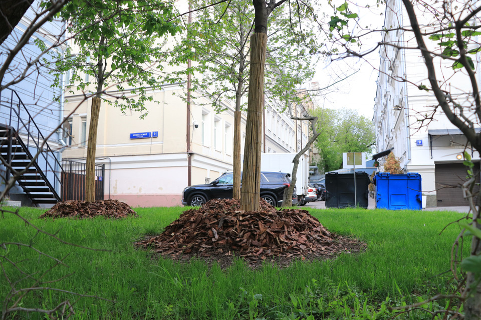 Lá cây và gỗ mục được vun vén dưới các gốc cây xanh. (Ảnh: Hùng Võ/Vietnam+)