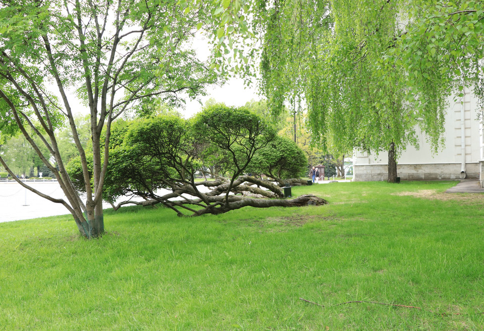 Theo World Atlas, trong số các thành phố lớn trên thế giới, thành phố London có tổng diện tích cây xanh chiếm chưa tới 26%, Paris là 21%, và Bắc Kinh chưa tới 4%. (Ảnh: Hùng Võ/Vietnam+)