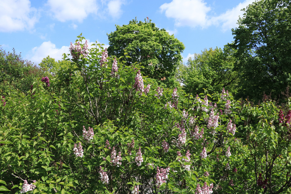 Hoa tử đinh hương khoe sắc khắp nơi tại Thủ đô Moskva. (Ảnh: Hùng Võ/Vietnam+)