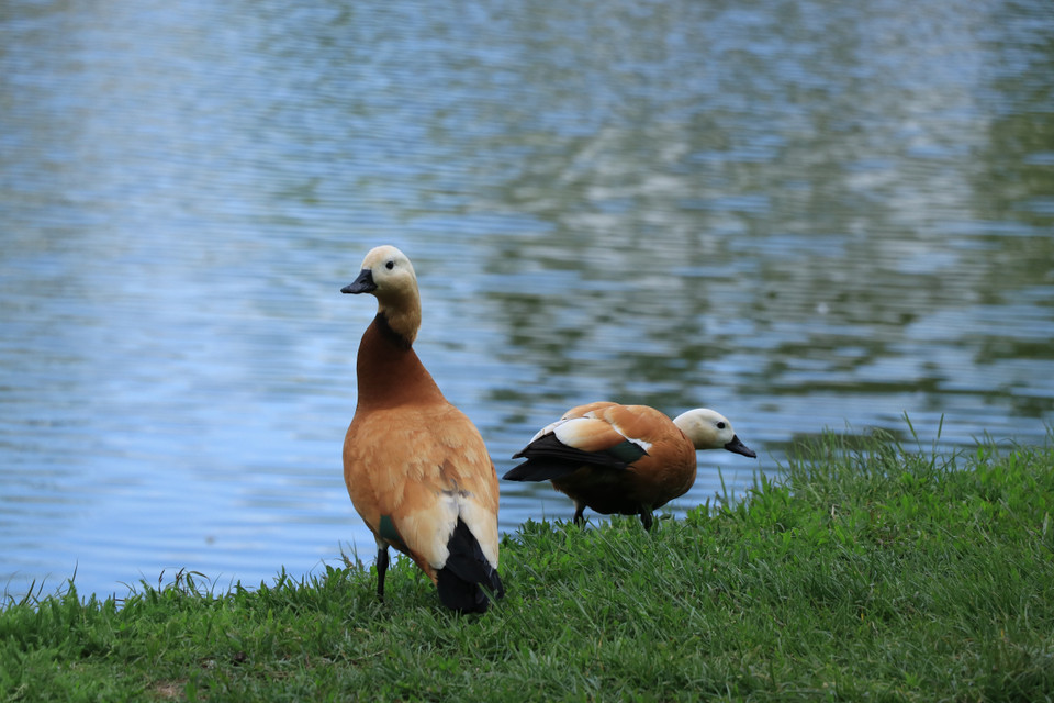Cặp vịt trời với bộ lông tuyệt đẹp ở ven hồ nước bên cạnh Tu viện Novodevichy. (Ảnh: Hùng Võ/Vietnam+)