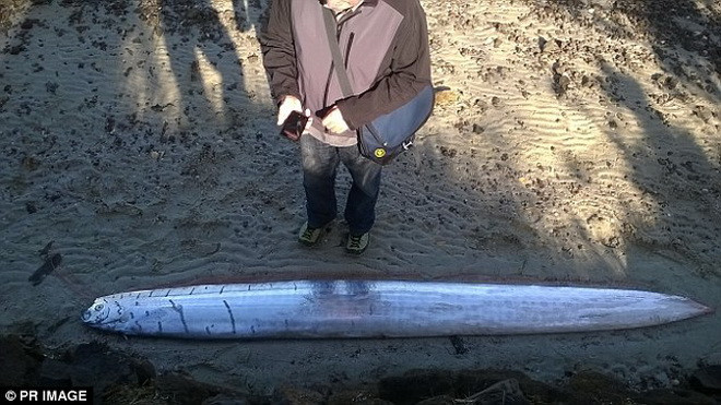 Cá Oarfish thường sống ở độ sâu khoảng 1.000m so với mặt nước biển. (Nguồn: Daily Mail)