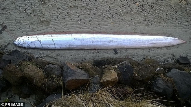 Cá Oarfish có những cái râu rất dài ở phía trước và khuôn mặt khá đáng sợ. (Nguồn: Daily Mail)