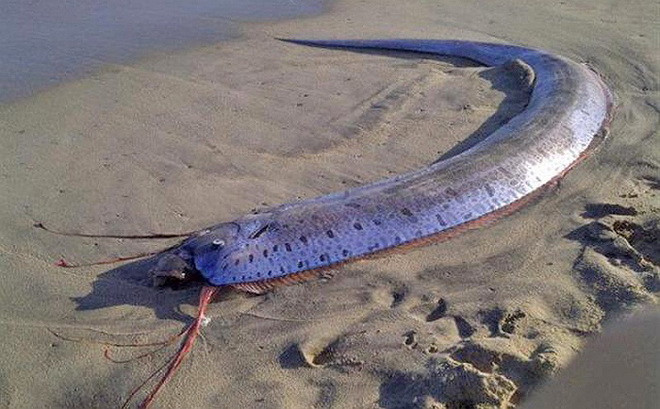 Cá Oarfish có những cái râu rất dài ở trên đầu và khuôn mặt khá đáng sợ. (Nguồn: Daily Mail)