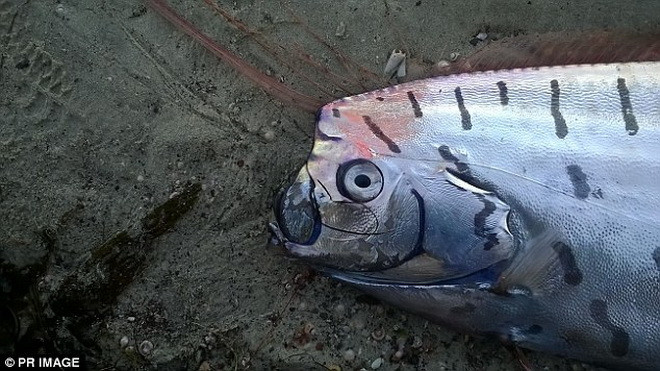Theo các nhà khoa học, con cá trên là cá Oarfish. (Nguồn: Daily Mail)