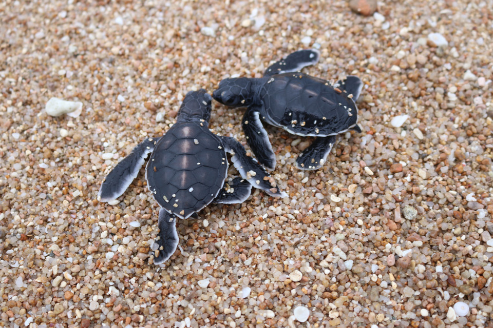 Rùa con trở về biển ở Khu dự trữ sinh quyển Núi Chúa, Ninh Thuận. (Ảnh: Nguyễn Thành/TTXVN)