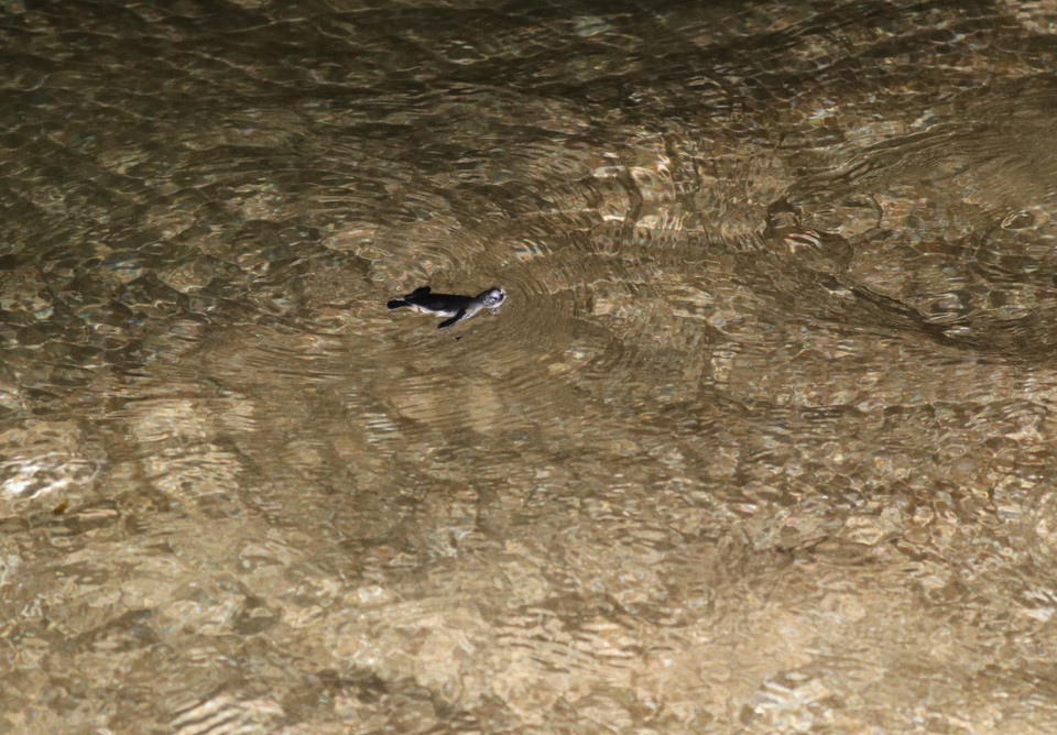 Khu dự trữ sinh quyển Núi Chúa (tỉnh Ninh Thuận) hiện là khu vực hiếm hoi trên đất liền ở Việt Nam ghi nhận có quần thể rùa biển lên các bãi đẻ trứng hàng năm. (Ảnh: Nguyễn Thành/TTXVN)