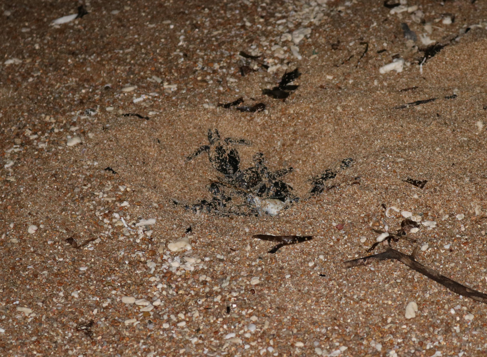 Rùa con vượt qua lớp cát tổ đẻ để trở về biển. (Ảnh: Nguyễn Thành/TTXVN)