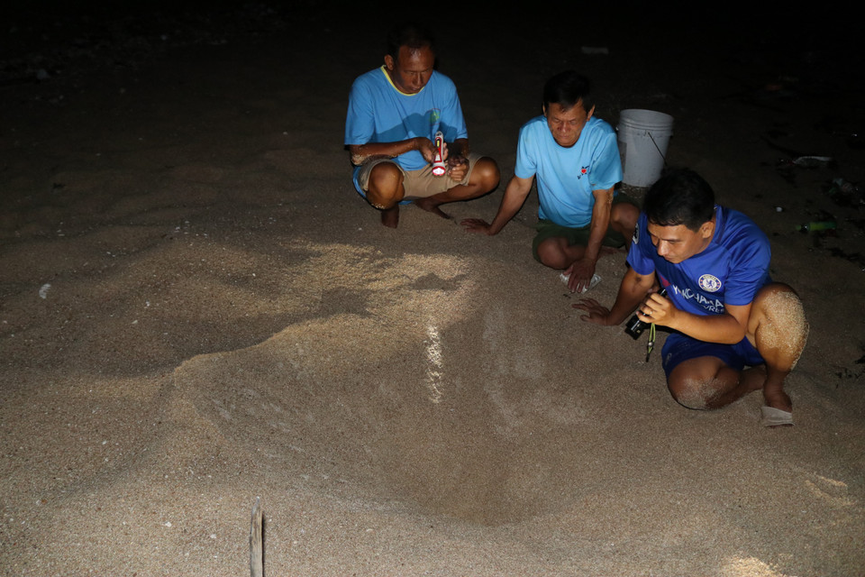 Thành viên tổ bảo vệ rùa biển của Khu Dự trữ Sinh quyển Núi Chúa kiểm tra tổ rùa đã nở thành công. (Ảnh: Nguyễn Thành/TTXVN)