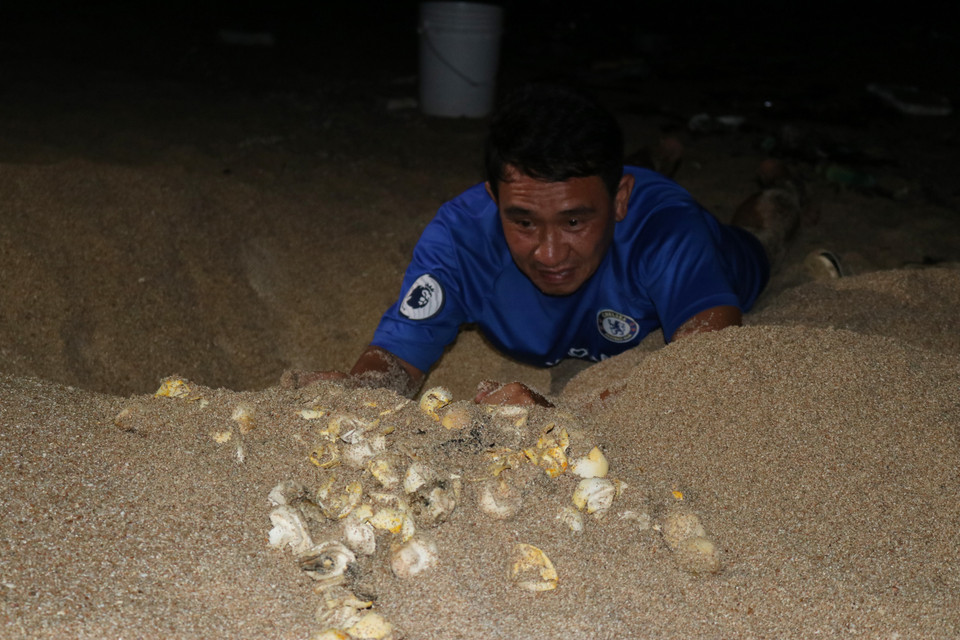 Mùa rùa biển lên đẻ trứng thường kéo dài từ tháng 3 đến tháng 11. Trong khoảng thời gian rùa lên bãi đẻ trứng, các nhân viên thường xuyên tuần tra, theo dõi, ghi nhận các thông tin về rùa biển lên bãi đẻ trứng, phục vụ thống kê, nghiên cứu. (Ảnh: Nguyễn Thành/TTXVN)